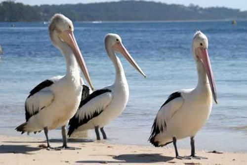 Pelican Sands スキャマンダー エクステリア 写真